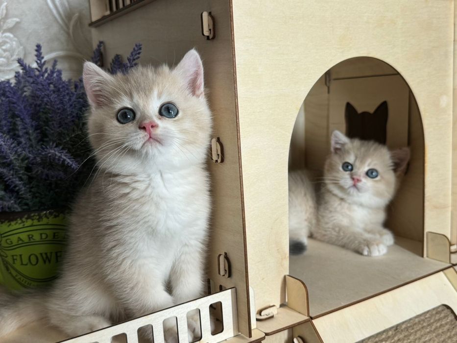 Синие глазки