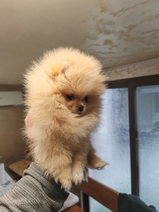 Померан мини мъжко