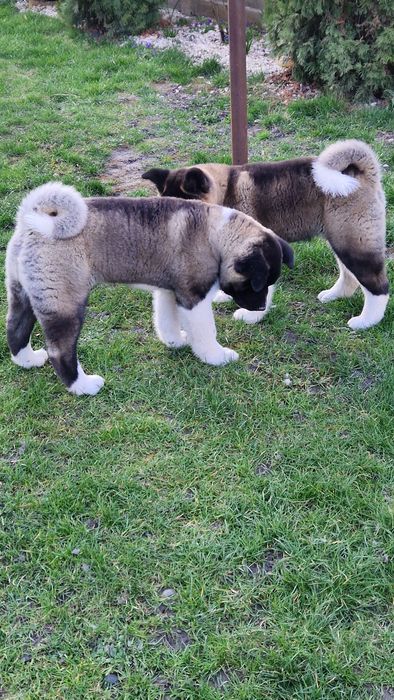 Disponibil American Akita