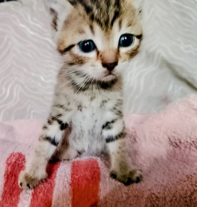 Котята  кушают сами  очень красивые