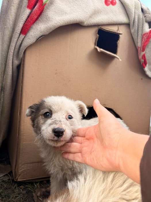 Щенки отдам в добрые руки