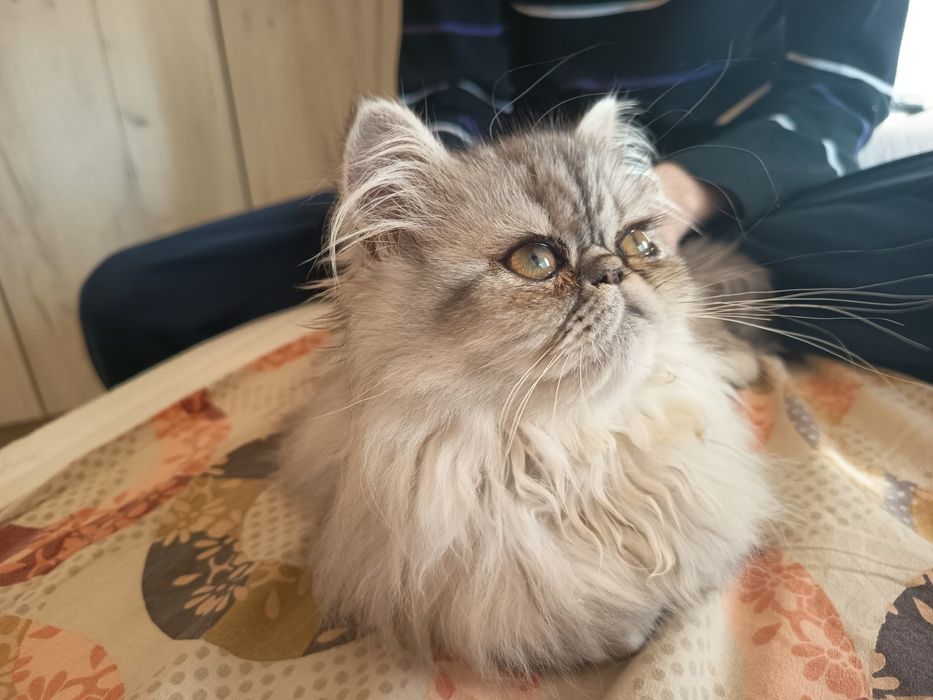 Котка Сребриста чинчила