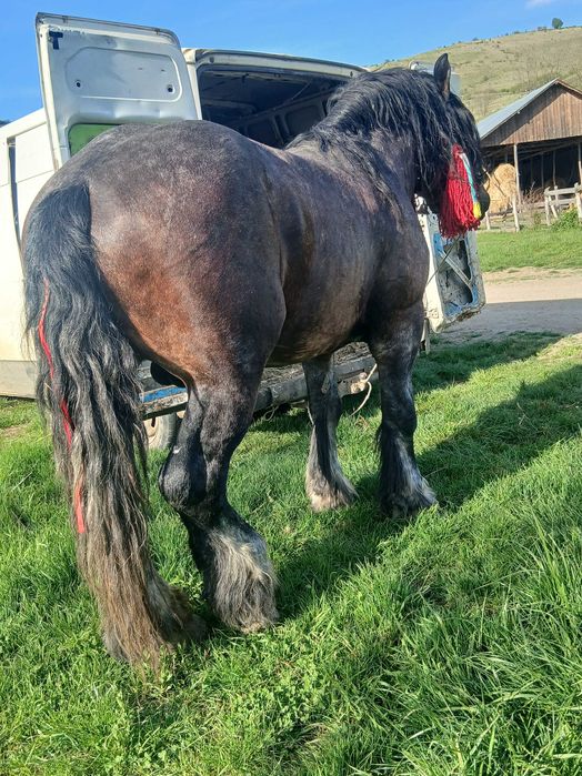 Vand sau schimb armasar