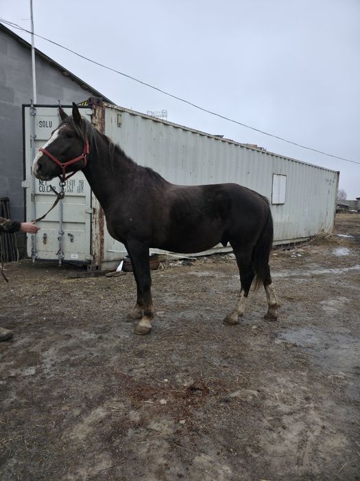 АЙҒЫР сатылады 4 жасар