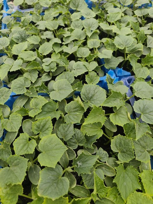 Рассада помидор и огурцов