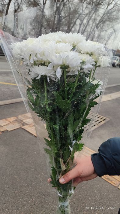 Хрезантемы 5000 тг