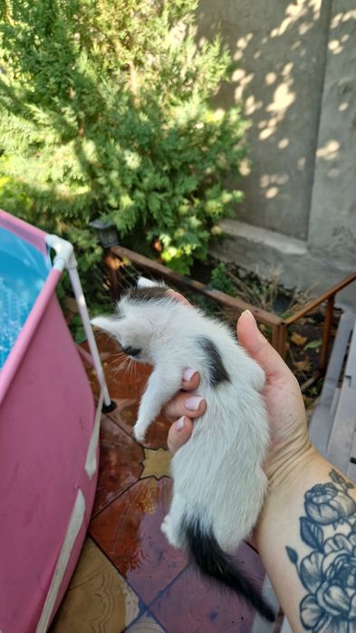 Котята трое бесплатно в добрые руки