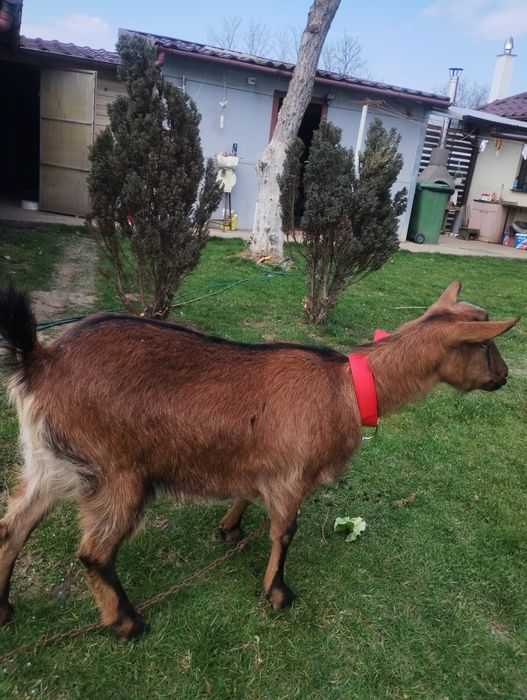 Capră alpină franceză