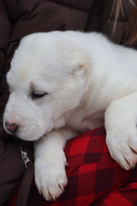 Белоснежные щенки САО Алабая