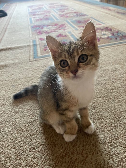 Милая девочка котёнок