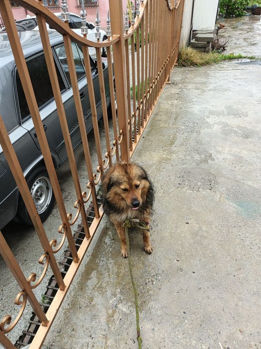 Пёсик срочно ищет дом