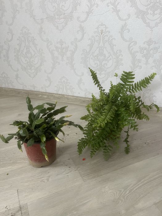 Комнатные растения