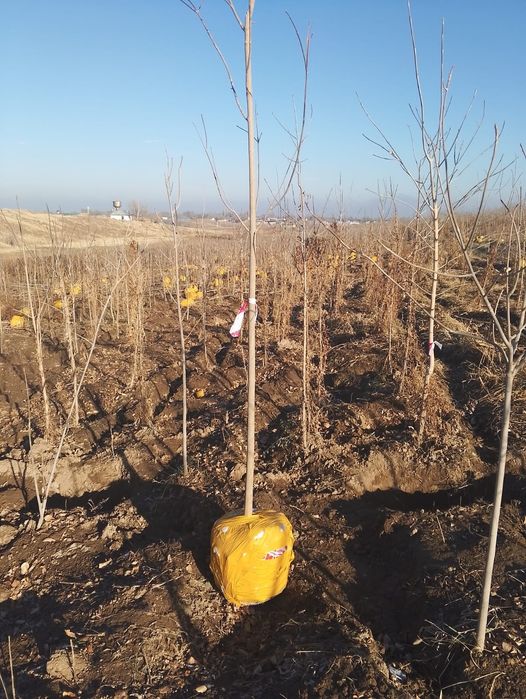 Начался сезон посадки!!!