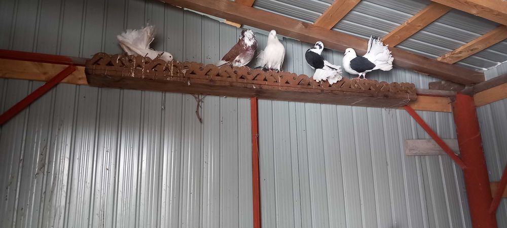 Vand porumbei voltati