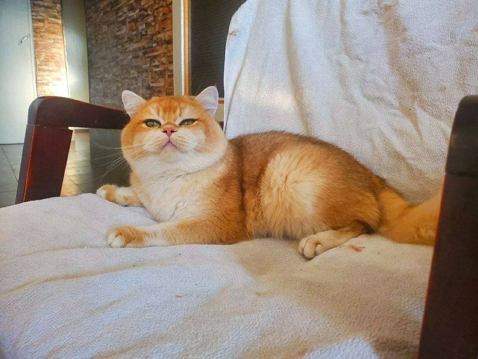 Вязка с шотландским котом ny12 золотая шиншилла