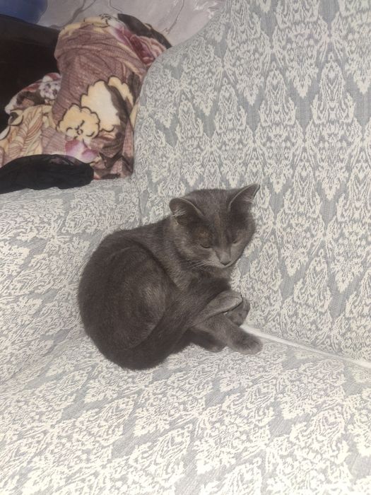 Отдам даром кошка