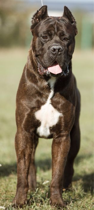 Vand mascul cane corso
