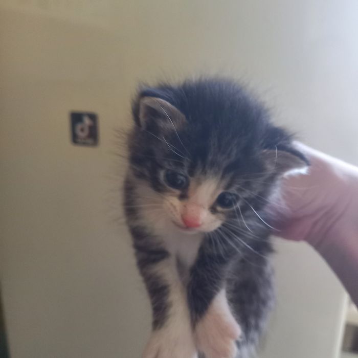 Котёнок мальчик один месяц