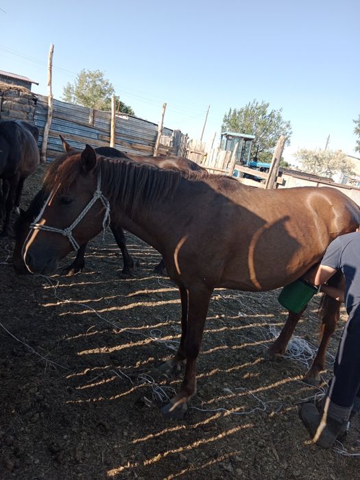 Сауынды бие сатылады