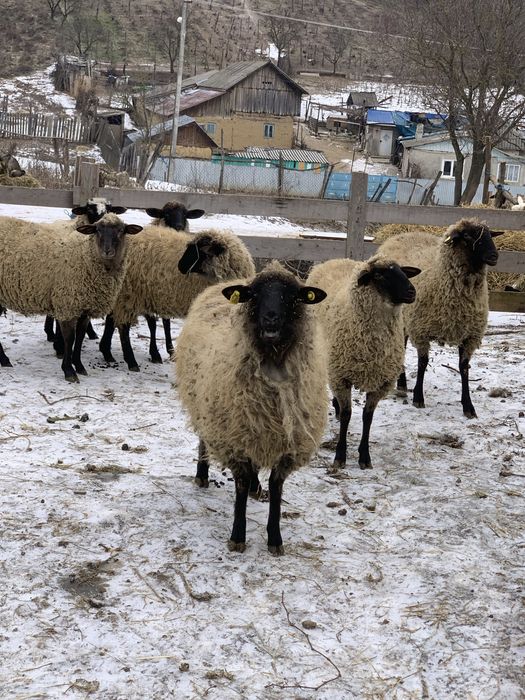 Vand 8 carlane de tinut sau de taiat