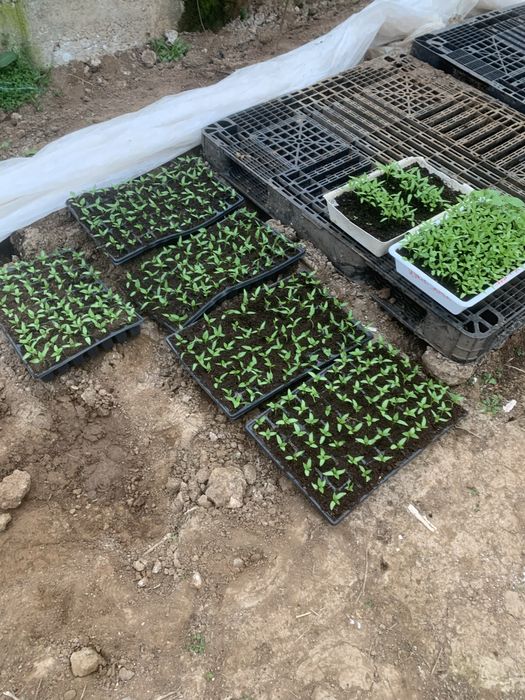 Предлагаме разсад чушки,домати,краставици, дини и пъпеш!!!