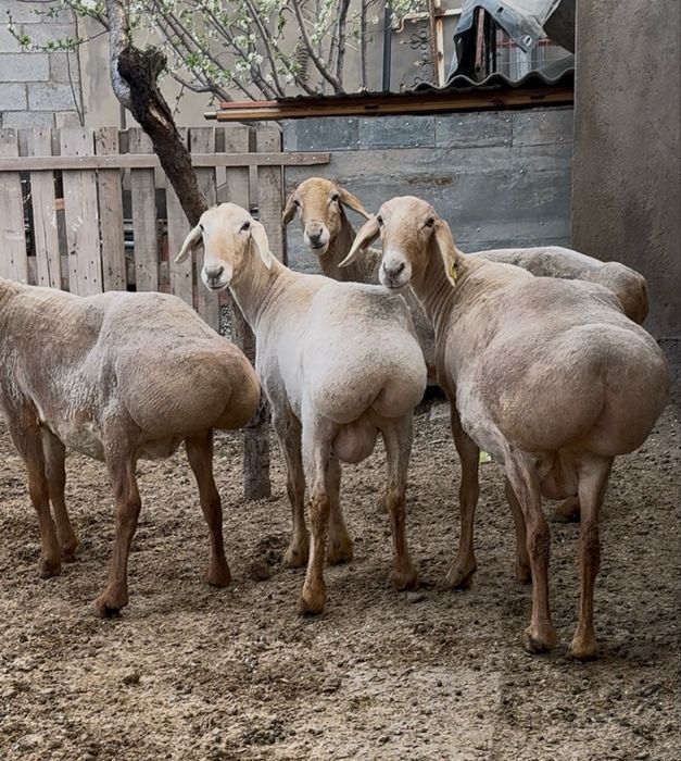 Арашан сауылык..