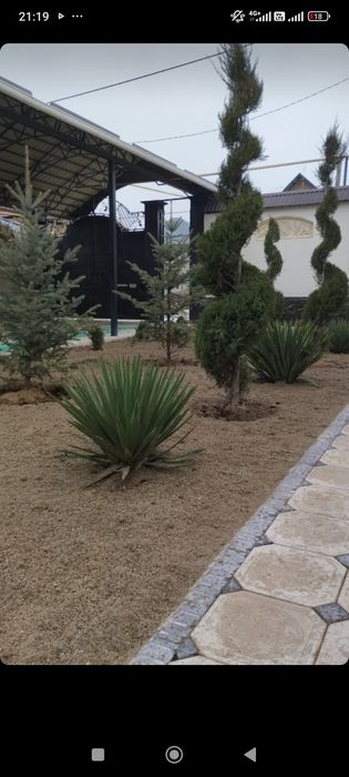 Сад озеленение газон