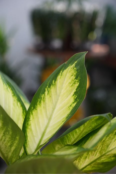 Диффенбахия марианна