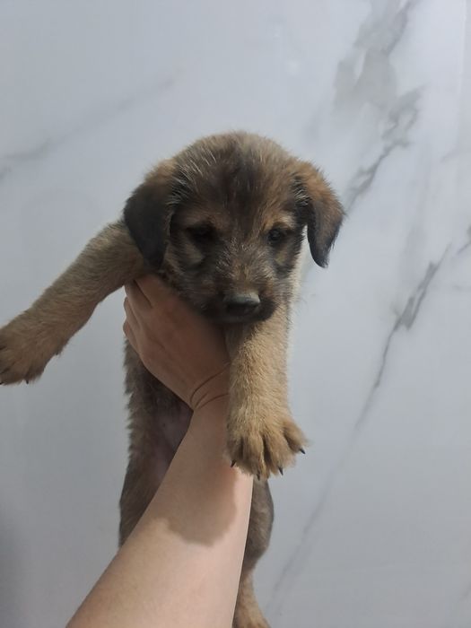 Щенки 1 месяц , Күшік бар