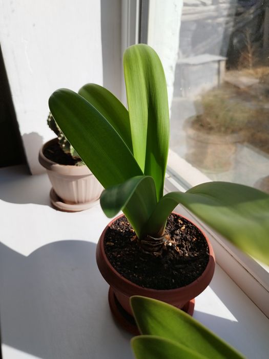 Продам два комнатных цветка