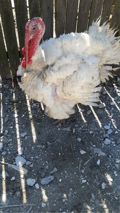 Curcani de vanzare, crescuti la tara