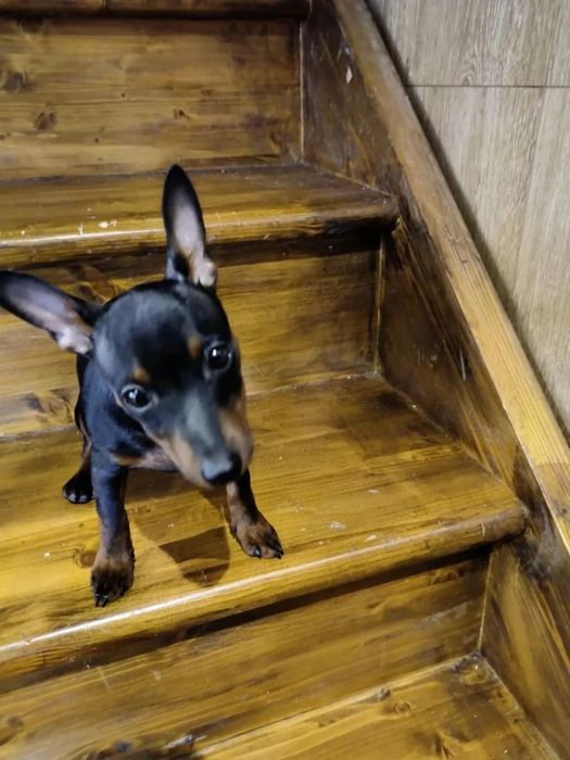 Продается щенок цвергпинчера