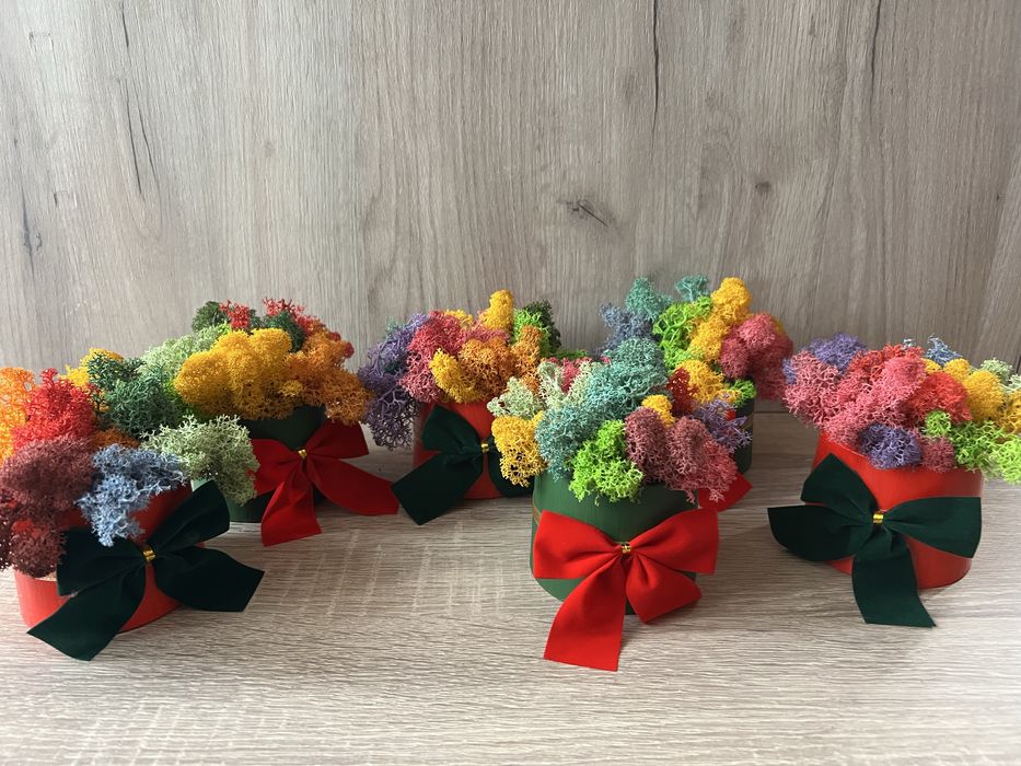 Кашпи със скандинавски мъх 8,50лв.