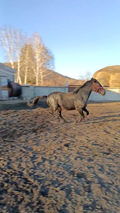 Продам американский жеребец