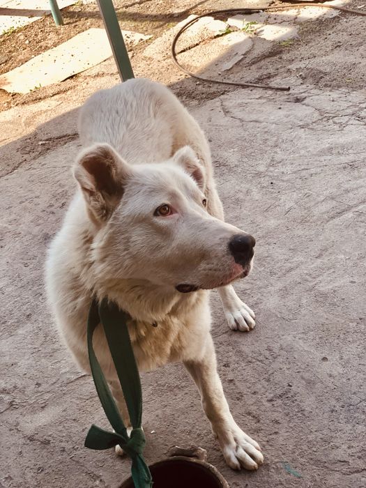 Собака Алабай щенок