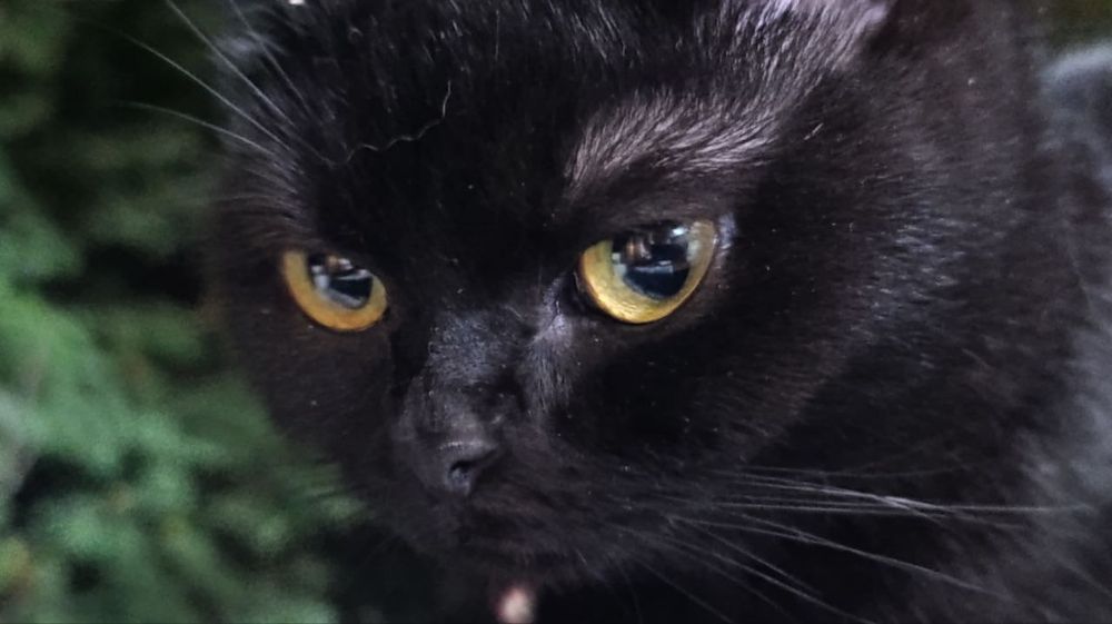 Mushuk Hadiya qilamiz