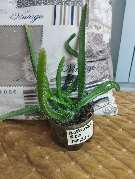 Питахая белая и красная. Продам!