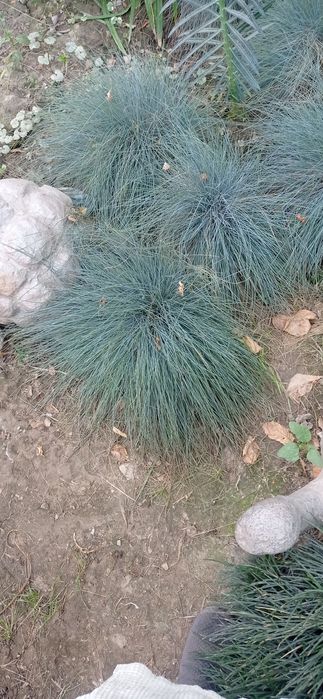 Садовые растения