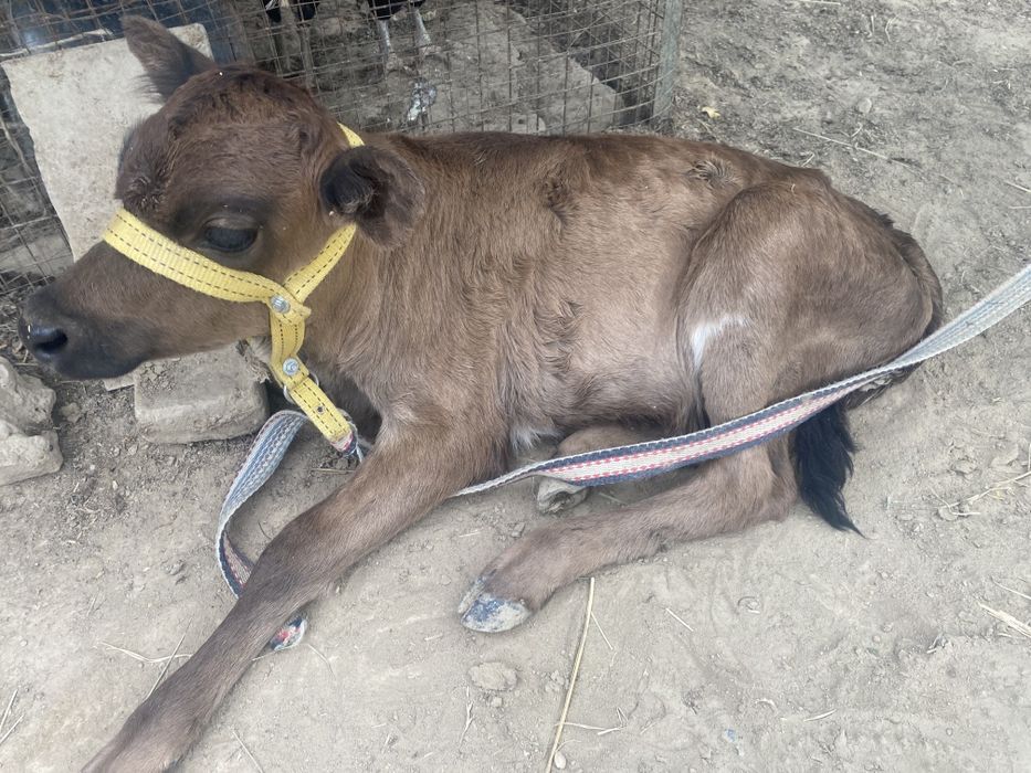 Швет хунажин сотилади