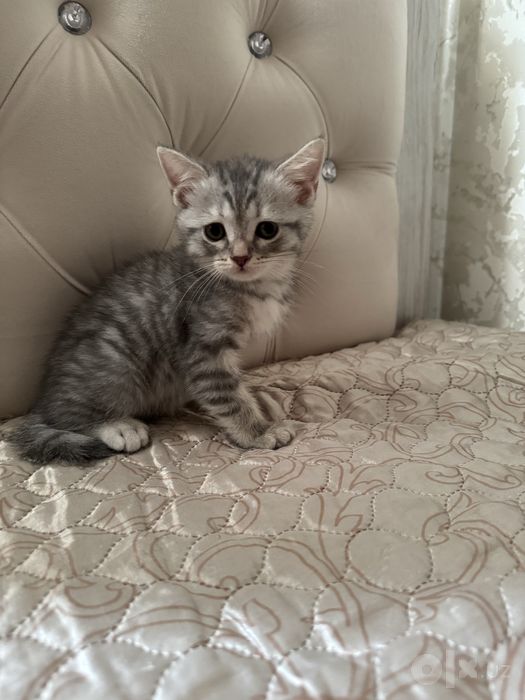 Котенок Шотландский