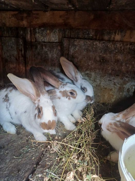 Iepuri, pui și adulți