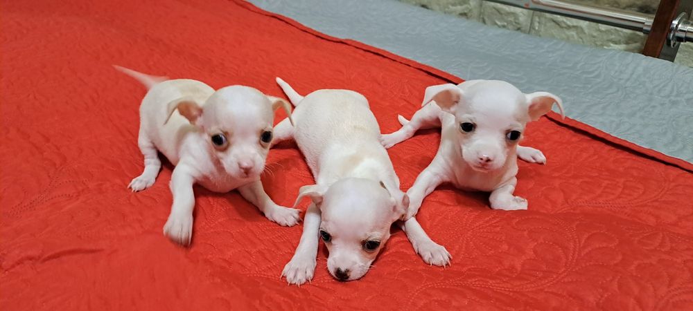 Щенки  чихуахуа.