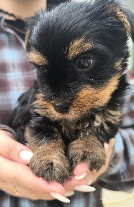 Продается девочка йоркширский терьер