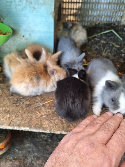 Iepurasi cap de leu pitic