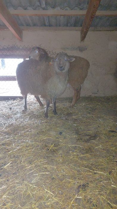 2 бас токты сатылады