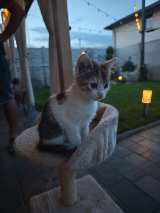 Ofer pisicuță spre adopție