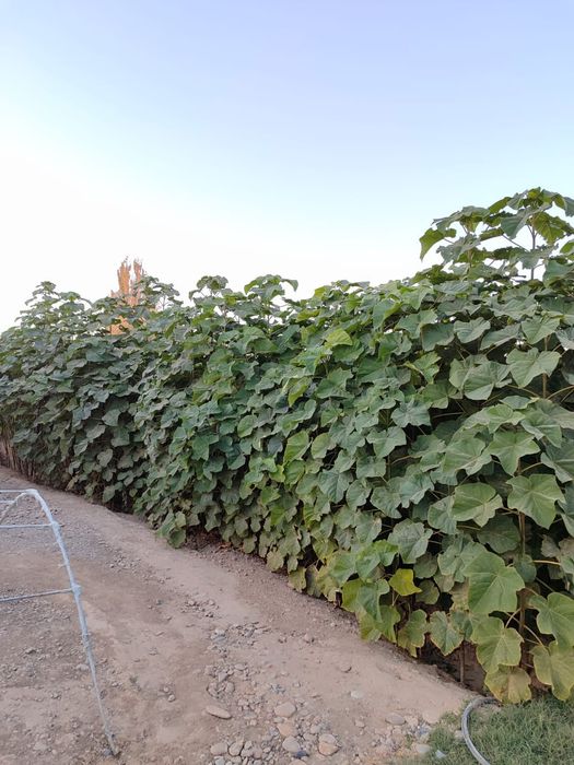 Көшедегі кисканың фото видеосын көрсетті