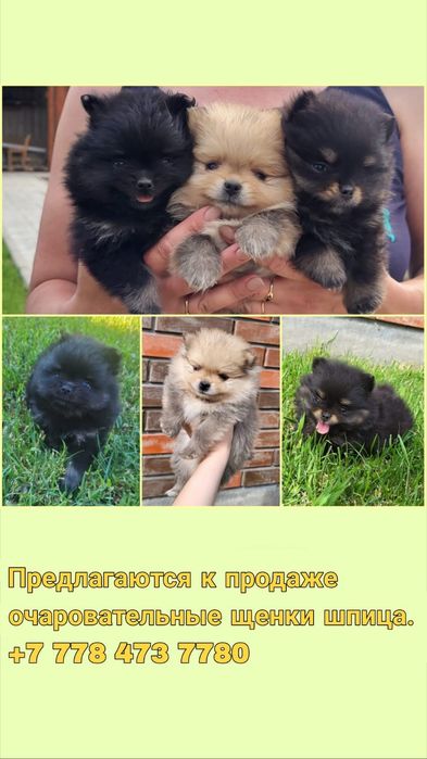 Продаются шикарные щенки шпица!