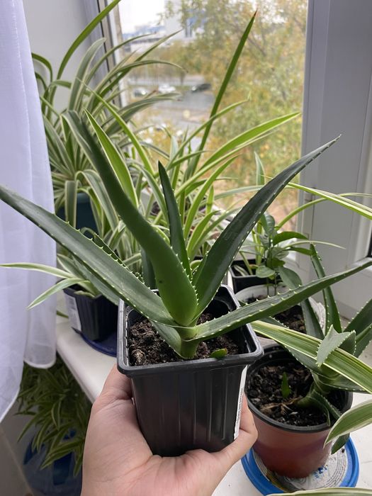 Комнатные растения