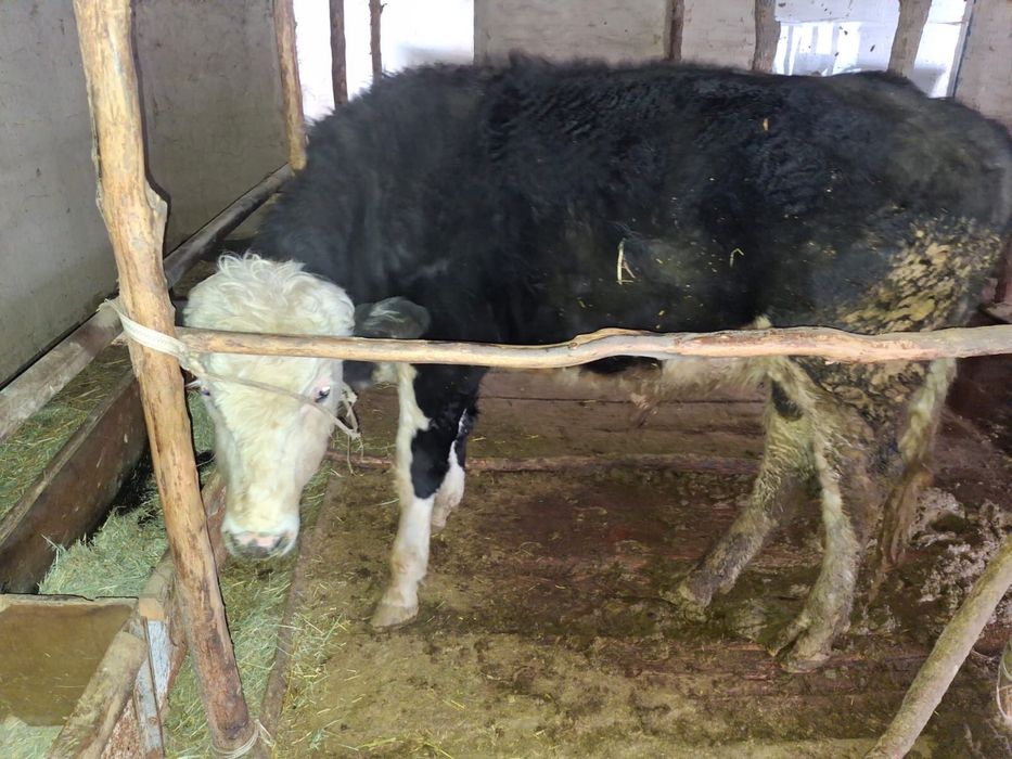 Продам бычка на откорме